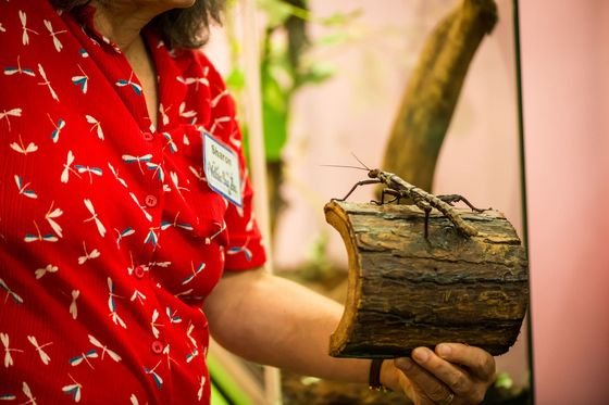 Inside the Victoria Bug Zoo