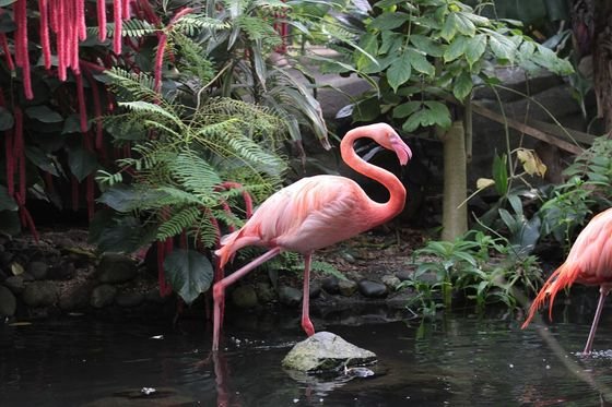 A flamingo among tropical plants inside the Victoria Butterfly Gardens